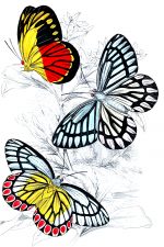 Beautiful Butterflies 5