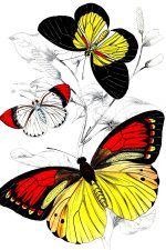 Beautiful Butterflies 6