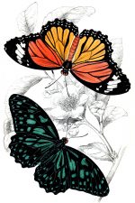 Beautiful Butterflies 8