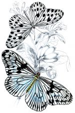 Beautiful Butterflies 9
