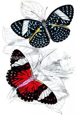 Beautiful Butterflies 16