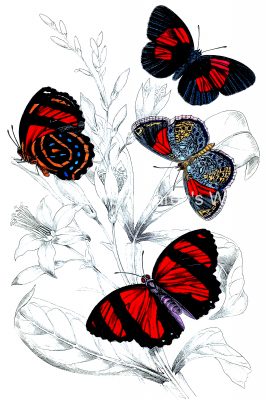 Beautiful Butterflies 18