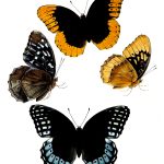 Butterflies Drawings 1 Diana Fritillary