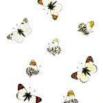 Butterflies Drawings 10 Orange Tip
