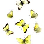 Butterflies Drawings 12 Clouded Yellow