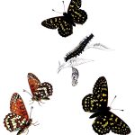 Butterflies Drawings 18 Variable Checkerspot