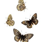 Butterflies Drawings 19 - Callippe Silverspot