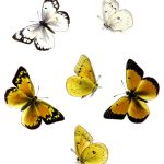 Butterflies Drawings 20 Orange Sulphur