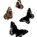 Butterflies Drawings 21 White Admiral