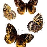 Butterflies Drawings 3 - Great Spangled Fritillary