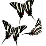 Butterflies Drawings 7 Zebra Swallowtail