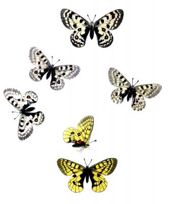 Butterflies Drawings 11 Snow Apollo