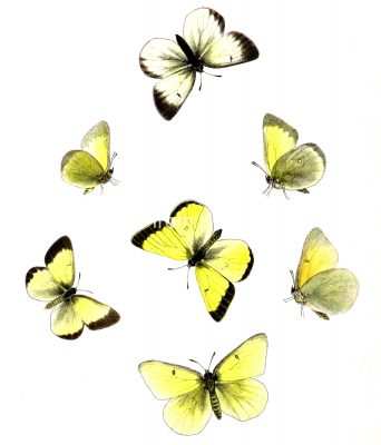 Butterflies Drawings 12 Clouded Yellow