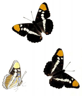 Butterflies Drawings 13 Bredows Sister