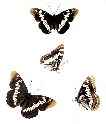 Butterflies Drawings 15 Lorquins Admiral
