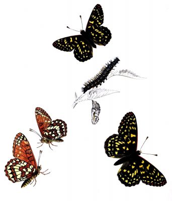 Butterflies Drawings 18 Variable Checkerspot
