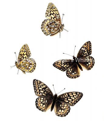 Butterflies Drawings 19 - Callippe Silverspot