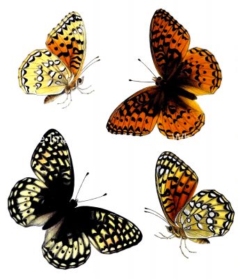 Butterflies Drawings 2 - Nokomis Fritillary