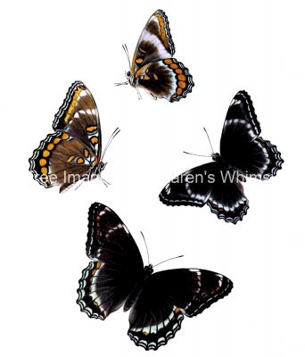 Butterflies Drawings 21 White Admiral