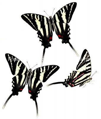 Butterflies Drawings 7 Zebra Swallowtail