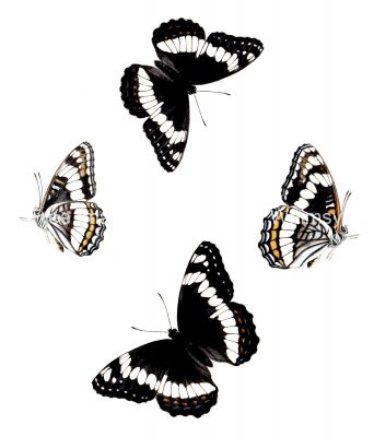 Butterflies Drawings 8 Weidemeyers Admiral