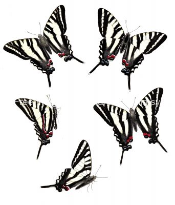 Butterflies Drawings 9 Black Barred Swallowtail