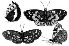 Black And White Butterfly Clipart 1