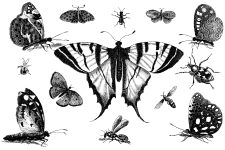 Black And White Butterfly Clipart 11