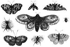 Black And White Butterfly Clipart 12