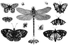 Black And White Butterfly Clipart 14
