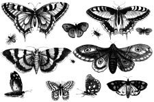 Black And White Butterfly Clipart 15