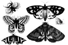 Black And White Butterfly Clipart 2