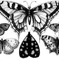 Black and White Butterfly Clipart