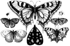 Black And White Butterfly Clipart 4