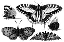 Black And White Butterfly Clipart 5