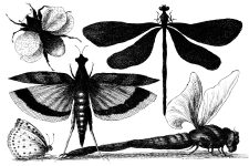 Black And White Butterfly Clipart 6
