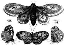 Black And White Butterfly Clipart 7