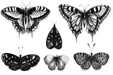 Black And White Butterfly Clipart 9