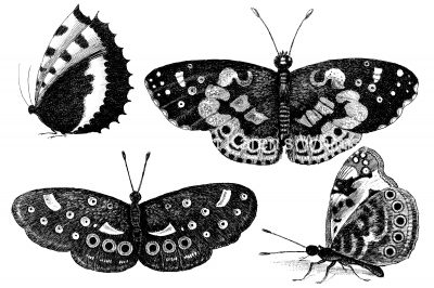 Black And White Butterfly Clipart 10