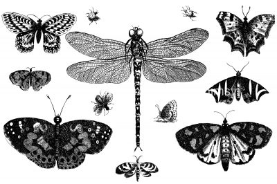 Black And White Butterfly Clipart 14