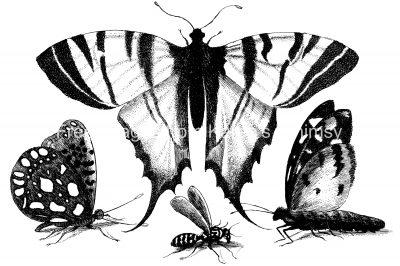 Black And White Butterfly Clipart 3