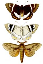 Moth Drawings 1