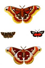 Moth Drawings 10