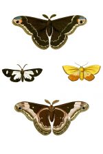 Moth Drawings 11