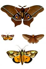 Moth Drawings 12