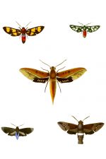 Moth Drawings 13