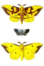 Moth Drawings 2