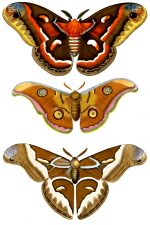 Moth Drawings 3