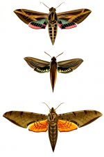 Moth Drawings 4