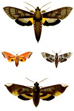 Moth Drawings 5